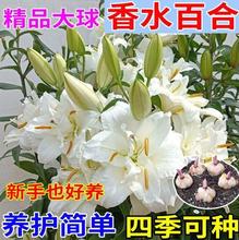 批发香水百合花种球 带芽四季易活种子籽绿植物球根花卉百合盆栽