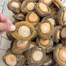南非鲍鱼 深海鲍鱼干陈年老鲍鱼 溏心鲍鱼 水产干货