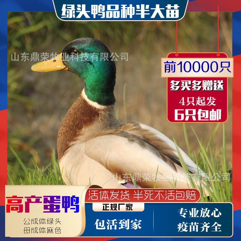 Little Ducks Price Little Ducks Price wholesale Direct selling Stock Weishan Breed