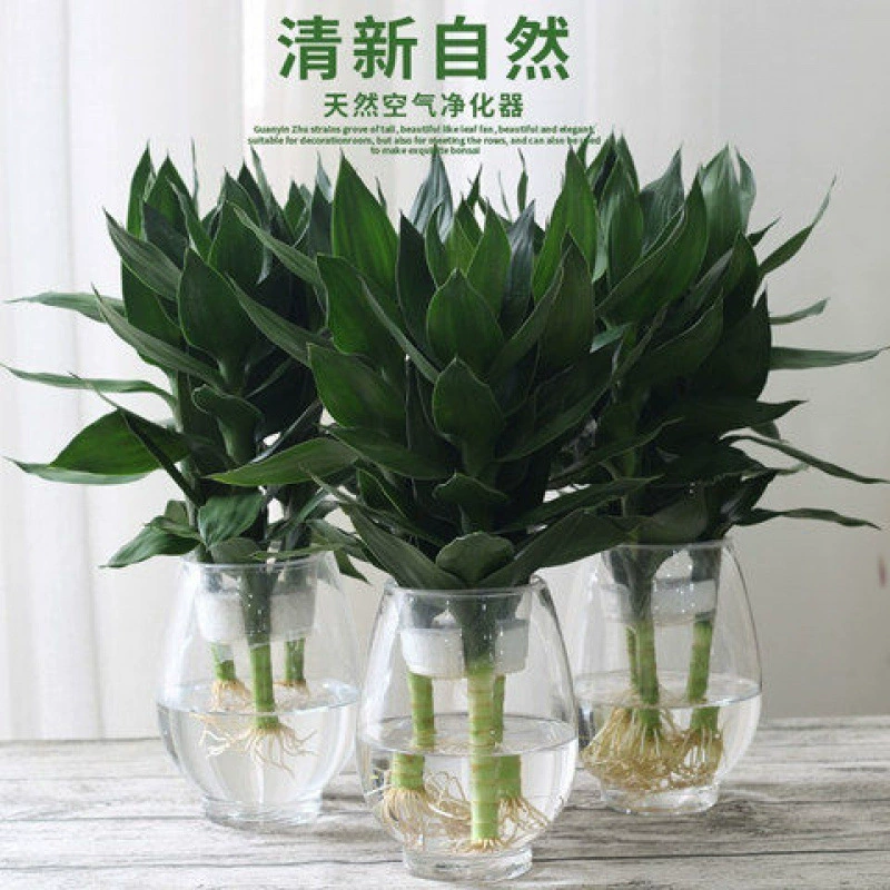 Гуаньинь бамбуковая гидропонная богатая бамбуковая стеклянная ваза в горшке для дома, гостиной, офиса, зеленые растения, цветы четырех сезонов
