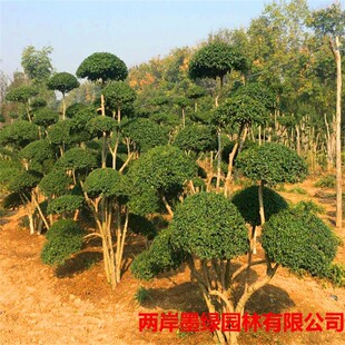 С�~Ůؑ���͘�������ͥԺ�e���G���h�ʇ���ֲ���^�~�ļ�������ľ