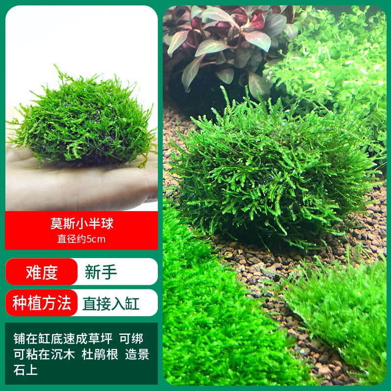 모스 작은 반구 [얼리 어답터 가격]❤특별한 제안]