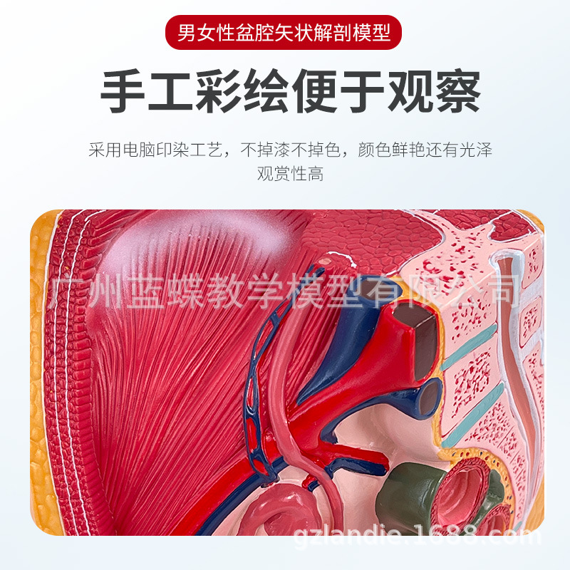 Ů����ֳϵͳʸ״����ģ�� Ů�������ӹ� ��ǻʸ״����ģ�� 1����