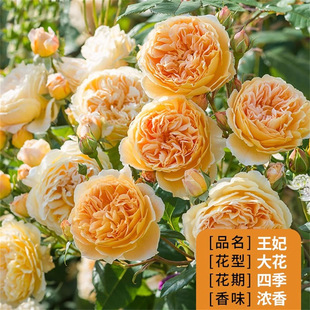 ��tɫõ�廨�������Ϙ����_���̨ͥԺ�ش󻨝����ļ��_��������