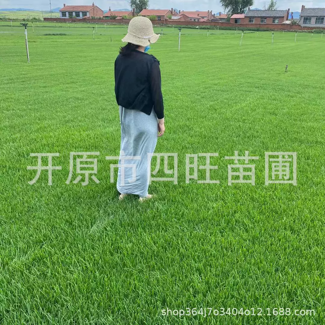 Трава для холодного климата Ляонин 2024 года, устойчивая к наступанию на нее, с толстым слоем почвы, простая в выращивании, поставляется от производителей.