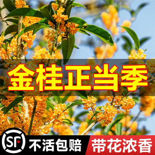 𻨘ͥԺͼ޽ļ𻨴ֲ̨҃