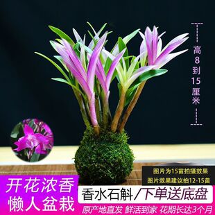 ��Ʒ�߲���ˮʯ���m�F������ˮ���_�������҃�����Gֲ���Ի���