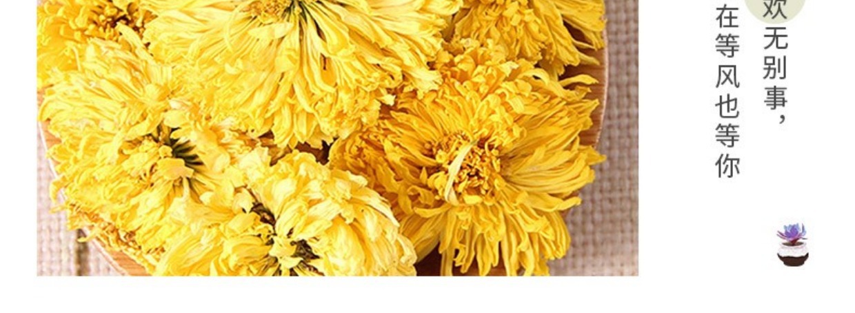 Golden Silk Chrysanthemum Tea Large Blooms Jin Si Huang Ju 50g One Flower Per Cup quality and texture