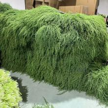 厂家批发爆款芦荀草仿真花森系仿真绿植婚庆花艺插花天门冬批发