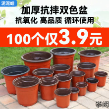 �Ӻ�˫ɫ������ֲ����������Ӫ����һ����԰����ֲ�����Ǥ�����