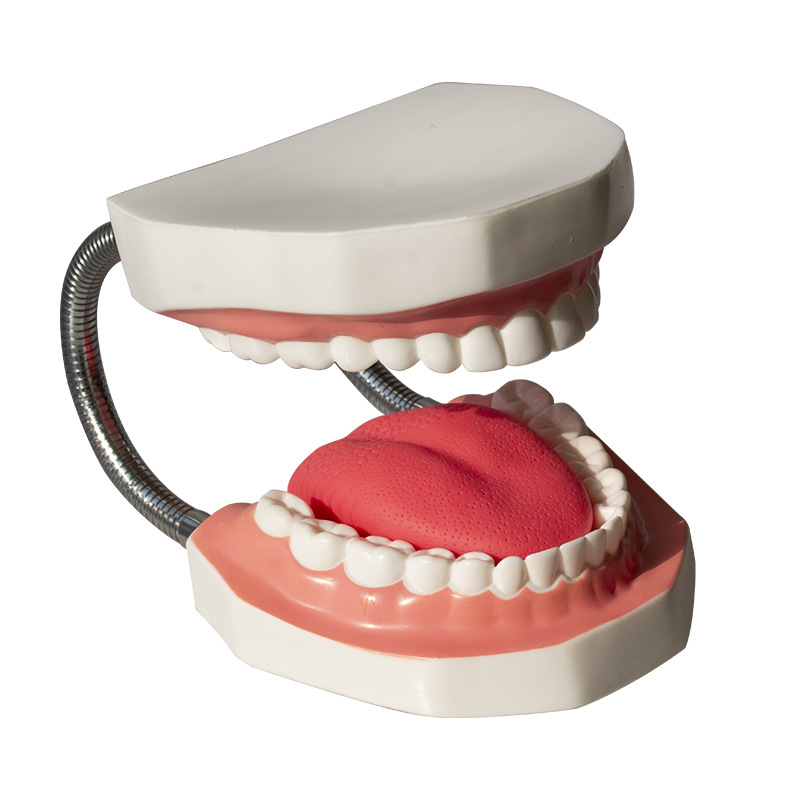 Modelo dental molde modelo dental modelo de enseñanza dental removible dentadura oral cepillado Preparación del diente modelo resina