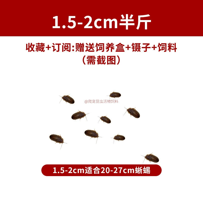 [杜比亚蟑螂昆虫爬宠活饵饲料新成体繁殖组半斤中国]