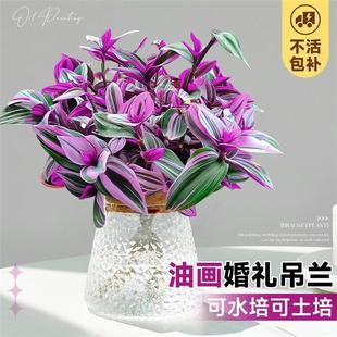 Oil Painting Wedding Hanging Orchid Indoor Office Desktop Flower Small Potted Purple Orchid Hydroponic Soil Culture Green Plant Easy to Care for