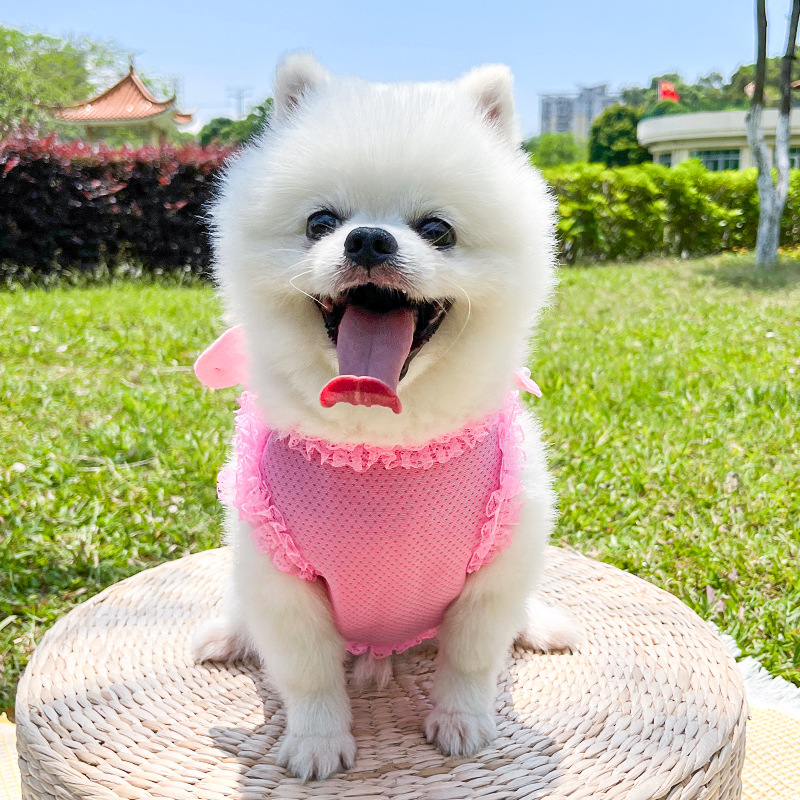 İnci Melek Prenses Köpek Kedi Göğüs Kayışı Çekme Halatı Evcil Hayvan Malzemeleri İlkbahar/Yaz Nefes Alabilir_voghion.com