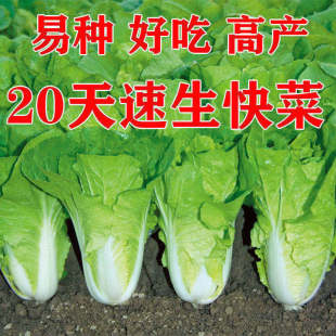 Fast-Growing Vegetable Seeds 20 Days Four-Season Fast-Growing Heat-Resistant and Moisture-Resistant Vegetable Seeds Large and Small Cabbage Seeds Hybrid Seeds