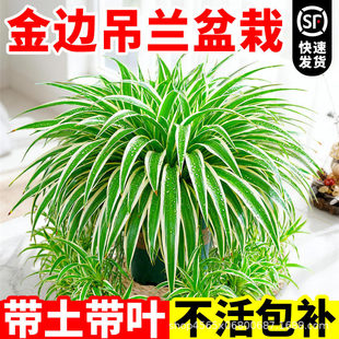 �V�ݻ���ֱ����߅���mС���Կ��_�lƱ�����҃������С���Ժ��B�o