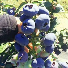 蓝莓苗盆栽南北方四季阳台水果树苗种植庭院果苗当年结果蓝莓苗