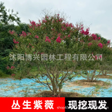 丛生紫薇花苗红天鹅绒紫薇树苗紫叶丹红庭院绿化风景树红火球紫薇