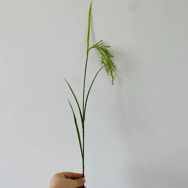 Rice green 10