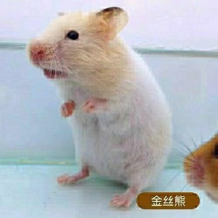 ���BС�}������Ѵ����繫��һ��������z�ܻ��w�n��С����