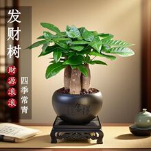 发财树盆栽室内绿植桌面花卉中式禅意招财运植物四季常青好养
