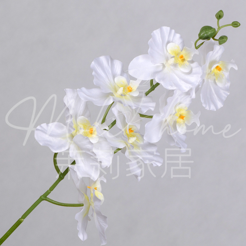 화이트-7 호접란