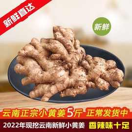 云南小黄姜生姜食用艾灸250克-9斤批发火锅食材老姜坐月子