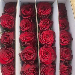 Plateau Red Roses 1 Bunch (20 Stems)