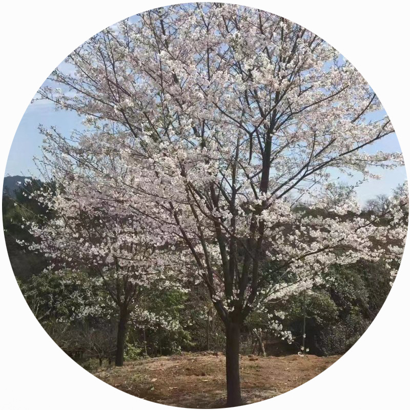 基地批发 日本早樱 苗圃优惠价格 早樱大树小苗 道路小区花灌木