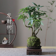 l̦ؔ\ʽUkҿ͏dˮBGֲļ