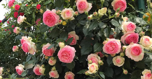 һ�����l�Ї������¼� �ۈF�Nޱ����Ⱥ�_��ɫ�o������ֲ�ﻨ����