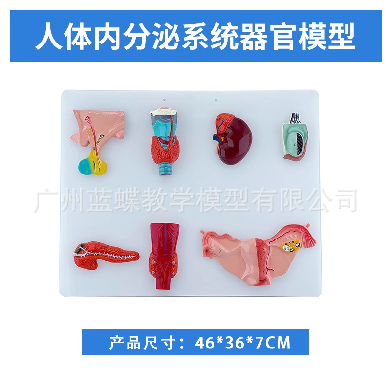 ������ϵͳ ѪҺѭ��ϵͳ ����ϵͳ ����ϵͳ �ڷ��� ������