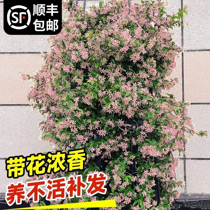 Windmill Jasmine Climbing Plant Hanging Silk Pink Stone Vine Four-Season Flowering Potted Indoor Balcony Evergreen Green Plant