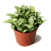 ����ֱ����ѩ���ݾW�y��(80# )����̦�\΢���^�Gֲ���Ա���ֲ��