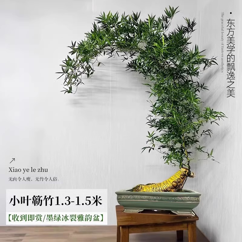 【主图禅意爆款】【带根老桩】A+级精品造型小叶簕竹 1.3-1.5m【墨绿冰裂雅韵盆】