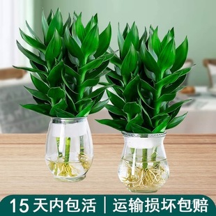 ˮ���^�����҃ȾGֲ�k���ҿ͏d�����ˮ�B���F��̿��ͨ��