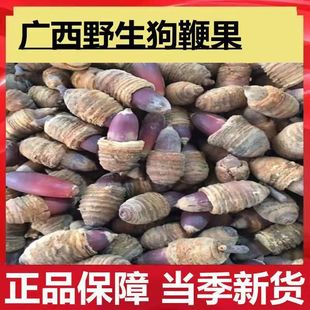 广西野生狗鞭果风流果猪仔粒男人泡酒泡茶材干货毛毛果锁阳果-阿里巴巴
