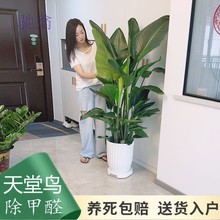 myI天堂鸟盆栽客厅办公室内大型绿植四季花卉大叶植物新房家用吸