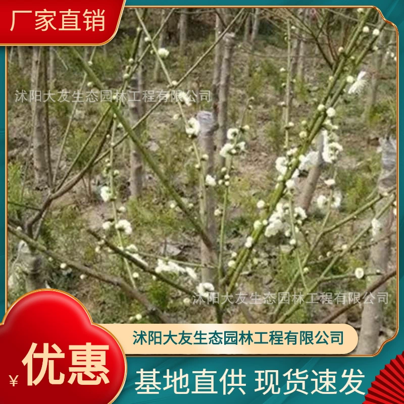 База оптом доморощенные Зеленые саженцы сливы зеленая чашечка Живописный пейзаж дорога сад инженерия Зеленые саженцы