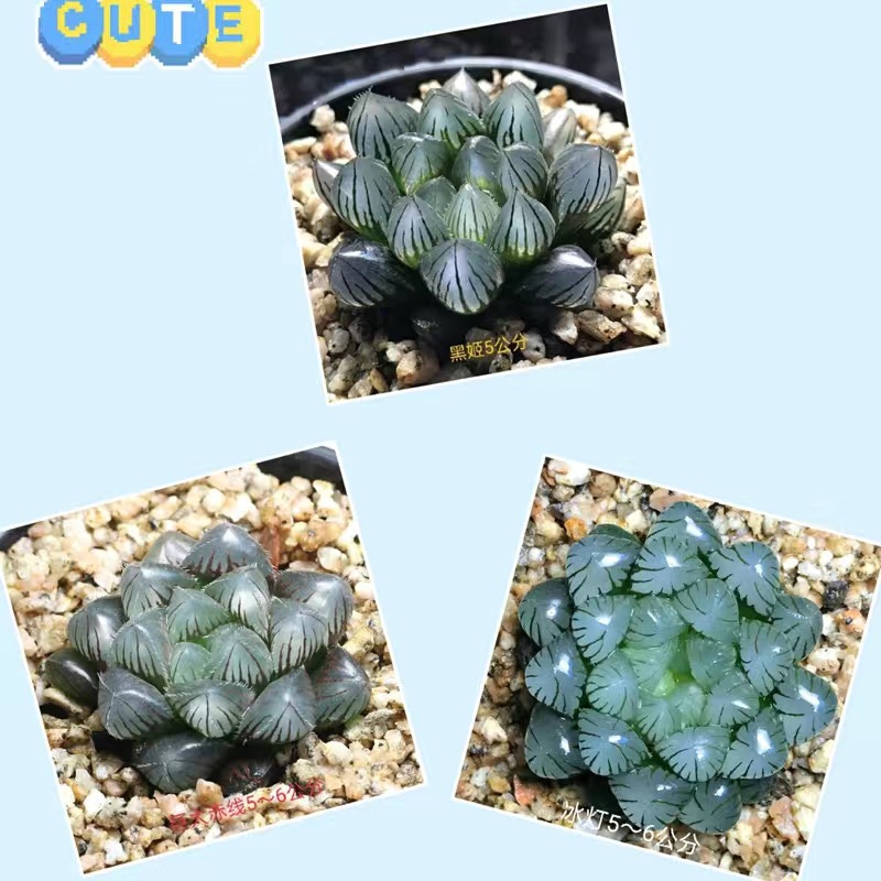 수탉 옥이슬(검은공주+붉은실+얼음등) 조합세트