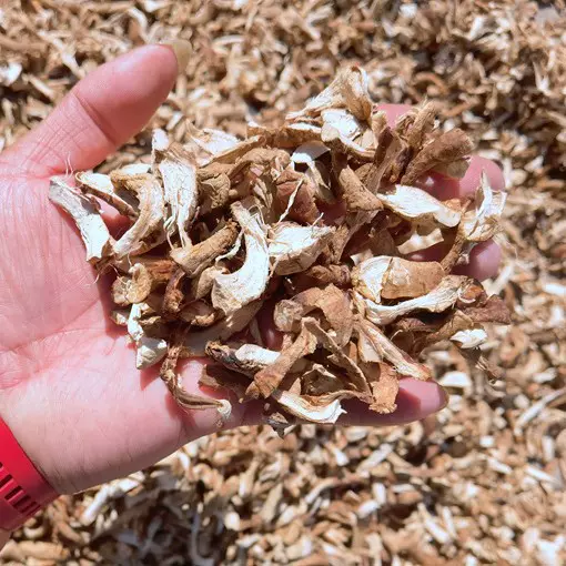 西峡香菇脚丝双剪冬菇丝手撕大小均匀无杂菌菇河南西峡香菇香蕈
