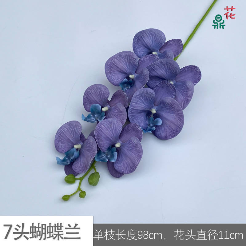 7 phalaenopsis GFG #37 Purple