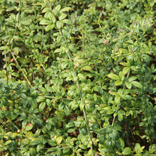 迎春花 迎春小苗 园林绿化工程苗 种植基地苗黄老虎苗迎春批发