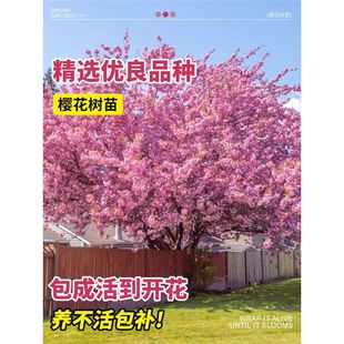 �����ذ������҃��ļ����̨ͥԺ���ֲ���_���G���L������ľ
