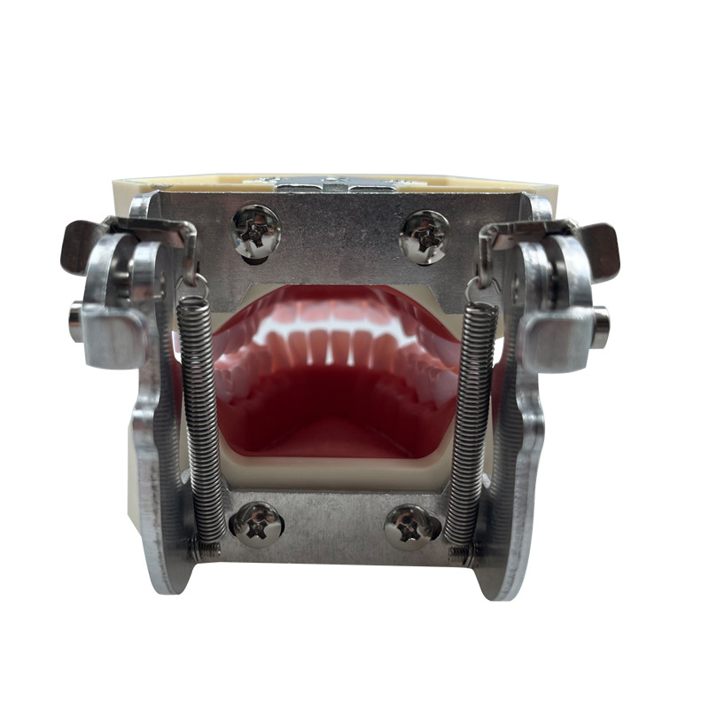 Modelo dental modelo de enseñanza oral 28 modelos de práctica de preparación de dientes modelo de diente desmontable de boca completa