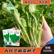 大叶芝麻菜种子东北臭菜种籽野菜籽蘸酱菜四季盆栽菜园菜籽菜种孑