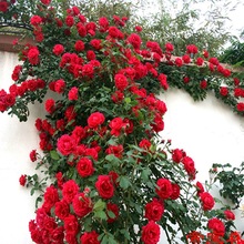 T薔薇花苗爬藤月季大花濃香藤本植物盆栽玫瑰庭院陽台爬牆四季開