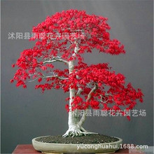 ����������� �ļ���Ҷ���������  ͥԺ�Ҿӹ����̾���