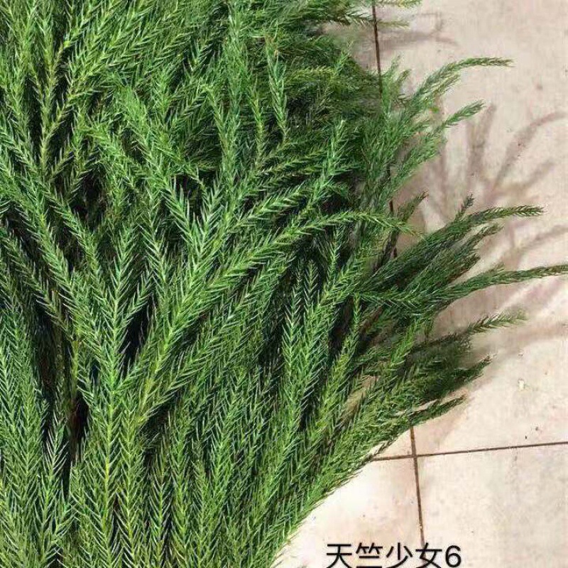 輸入の新鮮な諾貝松クリスマスツリーの花輪天竺少女柳杉蓬莱真松枝クリスマス装飾緑植|undefined