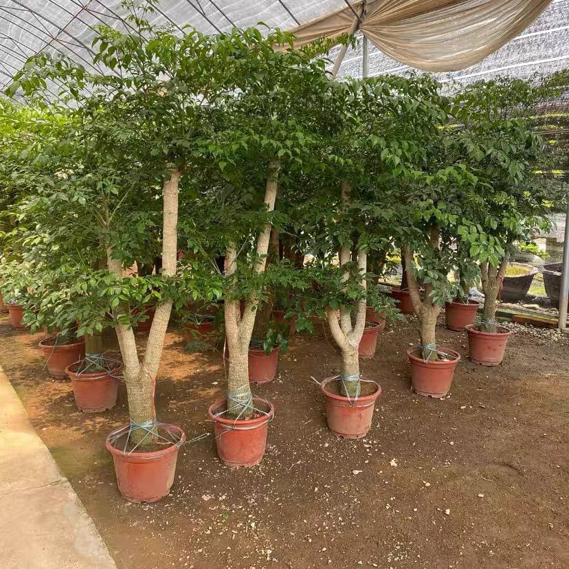 노주행복나무 1.6- 1.8m [원토원화분]